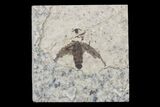 Fossil March Fly (Plecia) - Green River Formation #154546-1